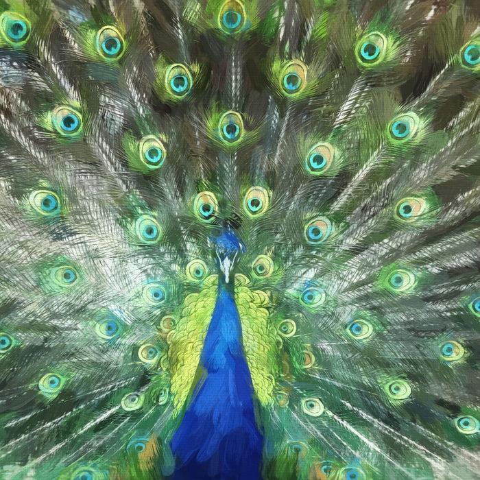 Pfau mit seinem Gefieder, Glasbild Quadratisch