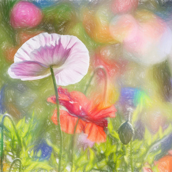 Kalifornischer Mohn im Frühling, Glasbild Quadratisch