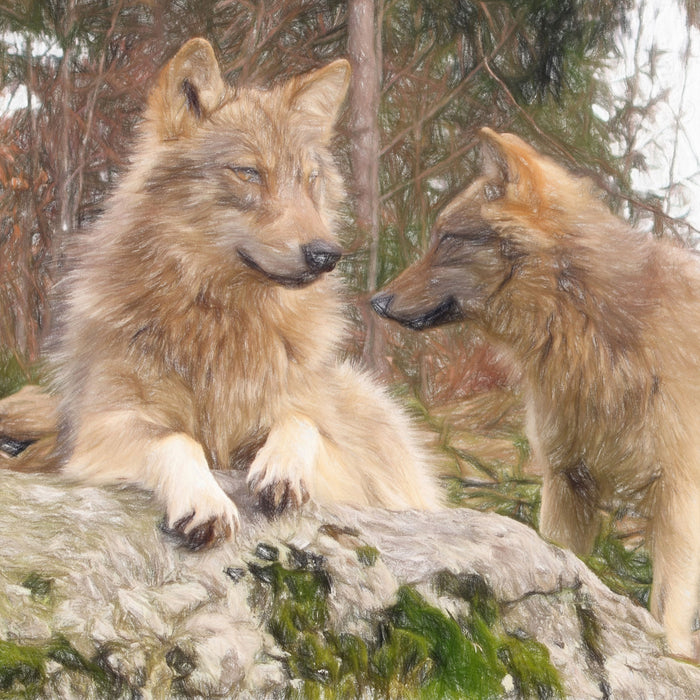 Wölfe im Wald, Glasbild Quadratisch