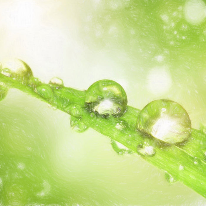 Wassertropfen auf Grashalm, Glasbild Quadratisch