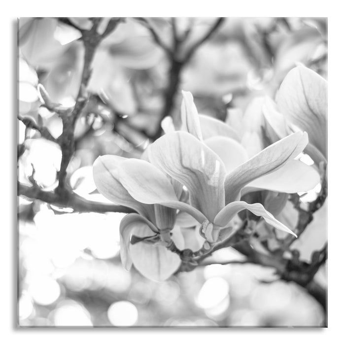 Magnolienblüten im Frühling, Glasbild Quadratisch