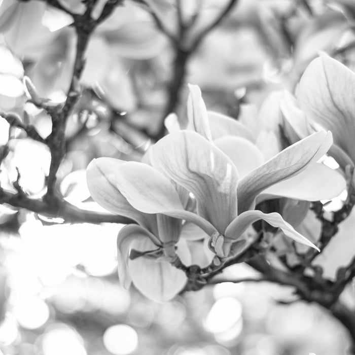 Magnolienblüten im Frühling, Glasbild Quadratisch