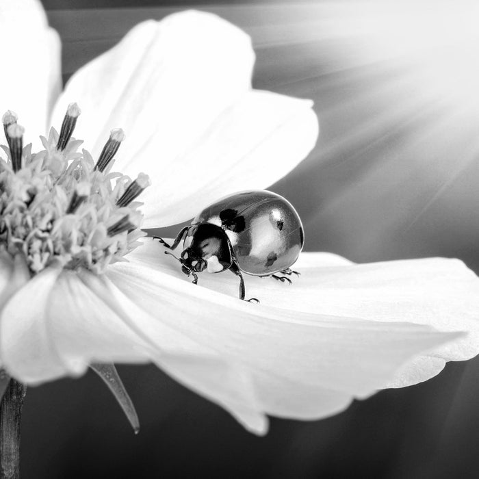 Marienkäfer auf einer Blume, Glasbild Quadratisch