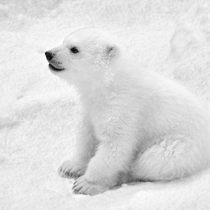 Eisbär Baby, Glasbild Quadratisch