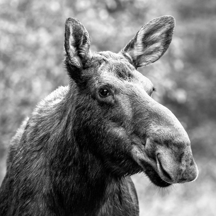 Elch im Wald Kunst B&W, Glasbild Quadratisch