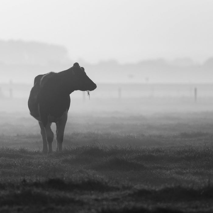 fressende Kuh auf der Weide, Glasbild Quadratisch