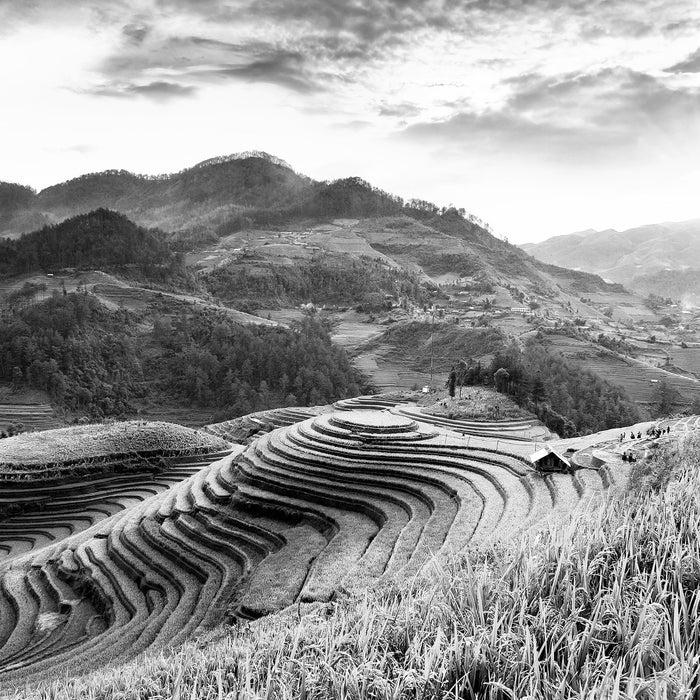 Reisfelder in Vietnam, Glasbild Quadratisch