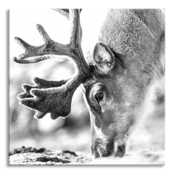 süßes Rentier beim Essen Kunst B&W, Glasbild Quadratisch