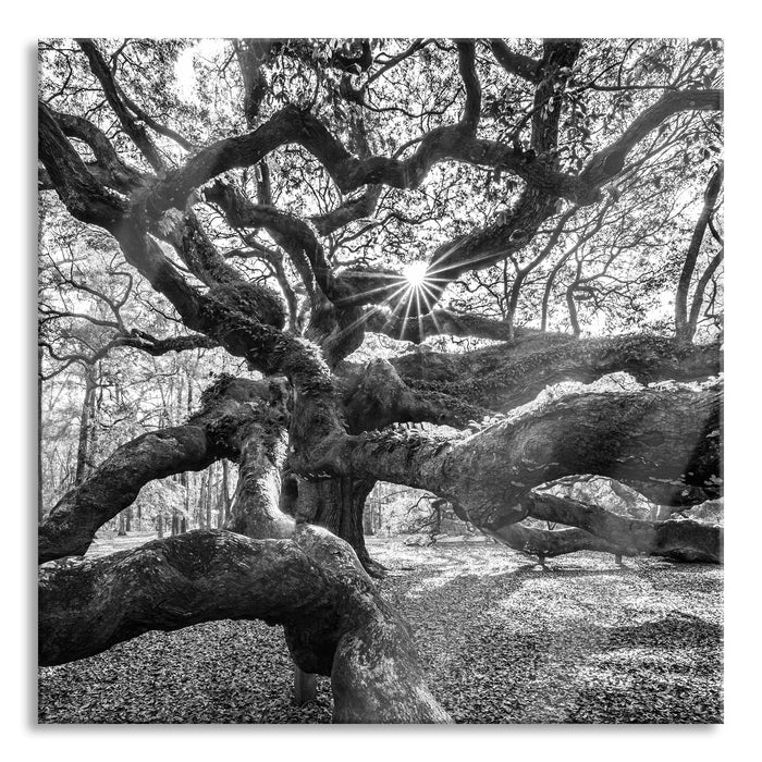 Baum, Glasbild Quadratisch