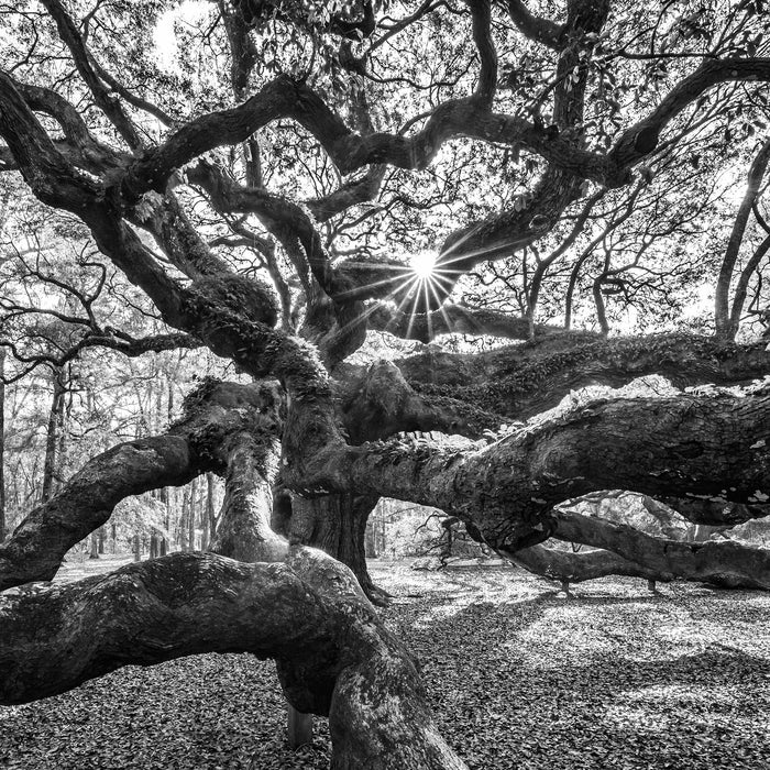 Baum, Glasbild Quadratisch