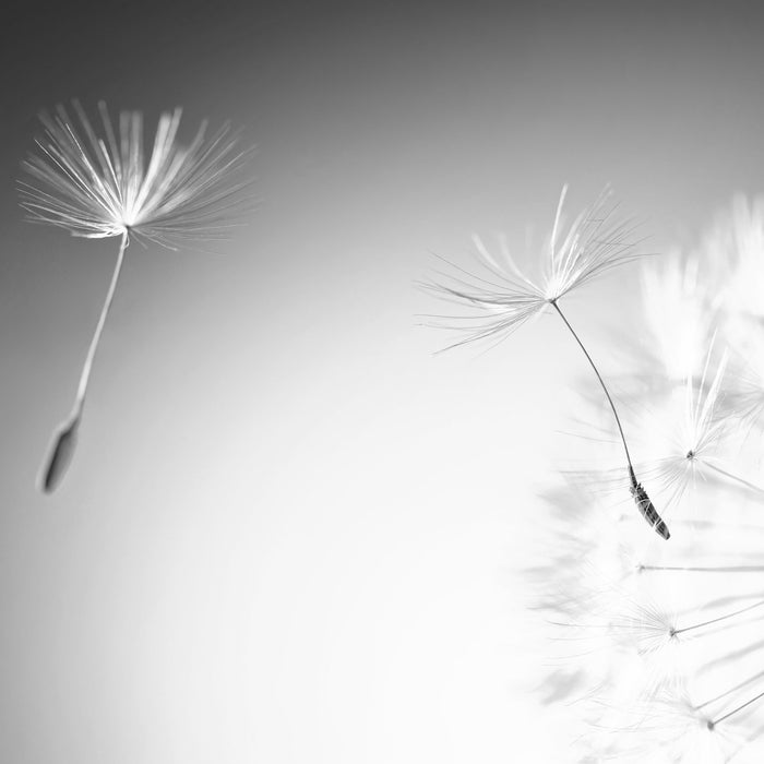 Löwenzahn Pusteblume, Glasbild Quadratisch