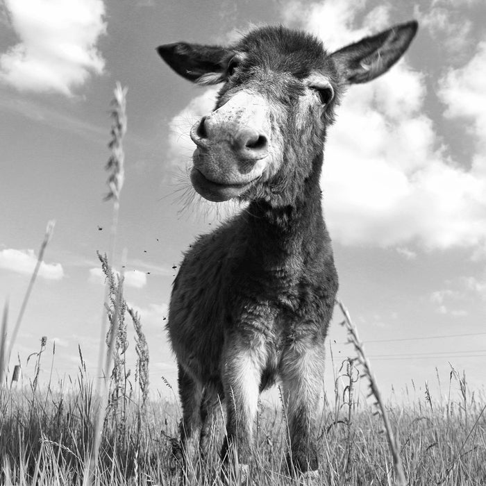 Esel im Feld, Glasbild Quadratisch