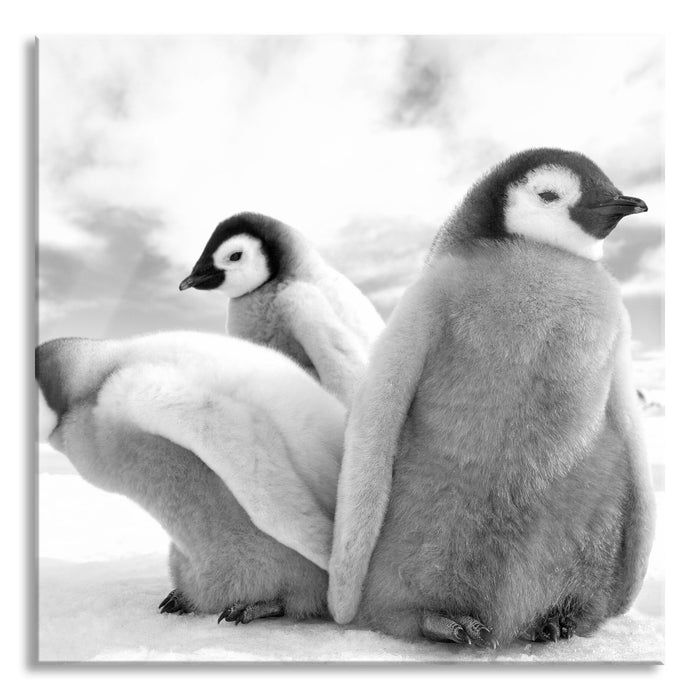 Pixxprint Kaiserpinguin Gruppe, Glasbild Quadratisch