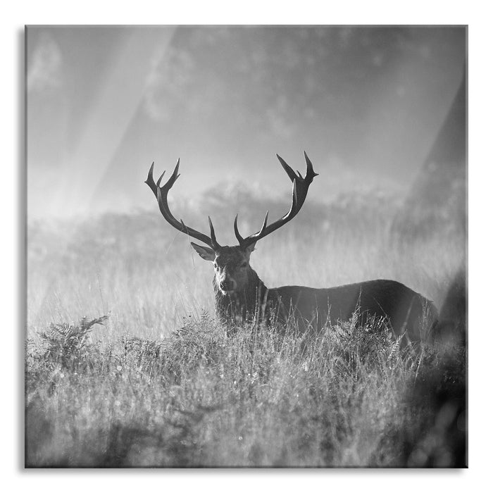 Pixxprint Rotwild Hirsch im Nebel Kunst B&W, Glasbild Quadratisch