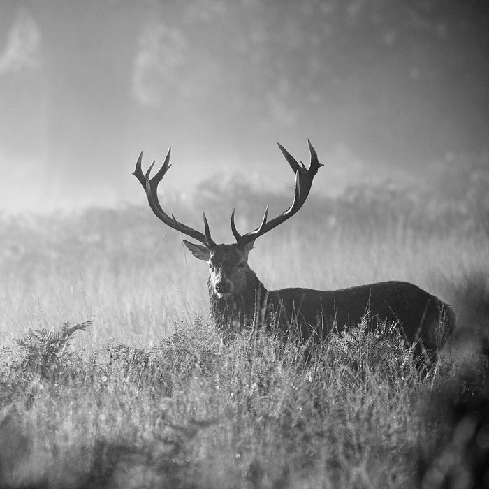 Rotwild Hirsch im Nebel Kunst B&W, Glasbild Quadratisch