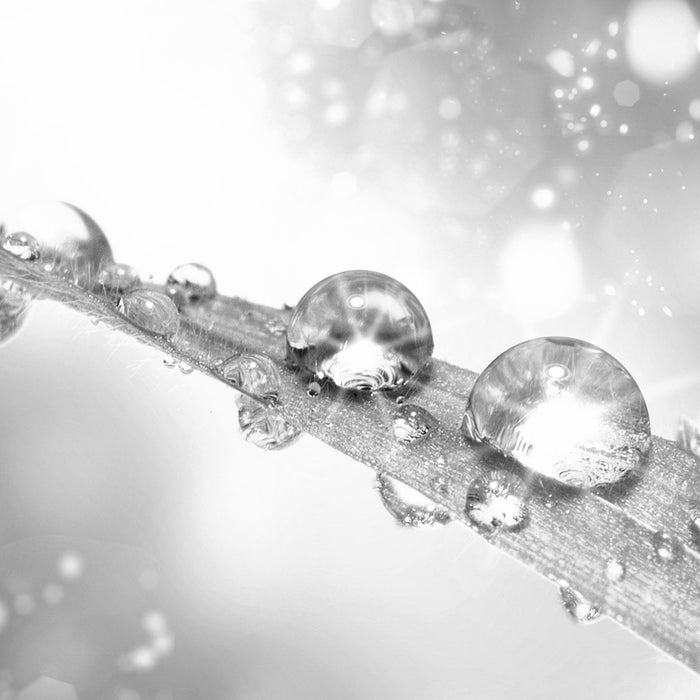 Wassertropfen auf Grashalm, Glasbild Quadratisch