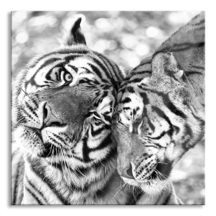 Pixxprint Zwei liebkosende Tiger Kunst B&W, Glasbild Quadratisch