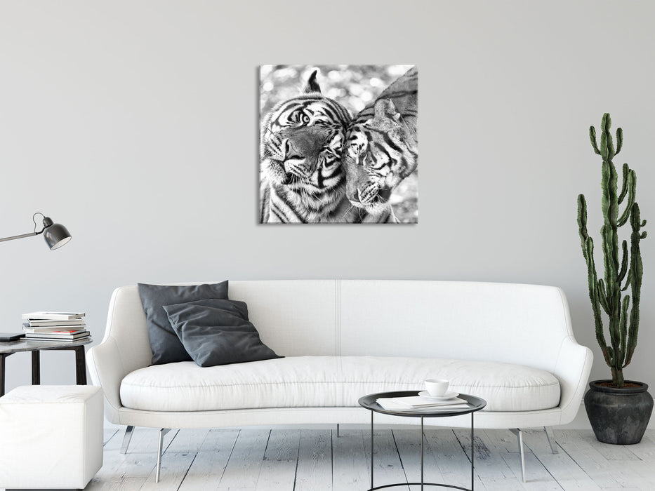 Zwei liebkosende Tiger Kunst B&W, Glasbild Quadratisch