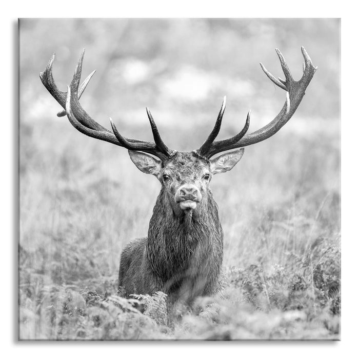 Großer Hirsch im Feld Kunst B&W, Glasbild Quadratisch