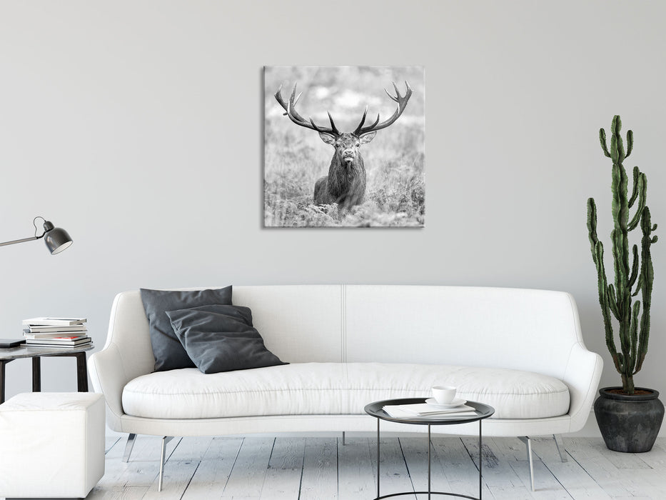 Großer Hirsch im Feld Kunst B&W, Glasbild Quadratisch