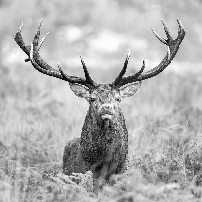 Großer Hirsch im Feld Kunst B&W, Glasbild Quadratisch