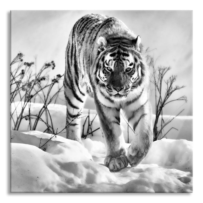 Pixxprint Tiger, Schnee, Glasbild Quadratisch