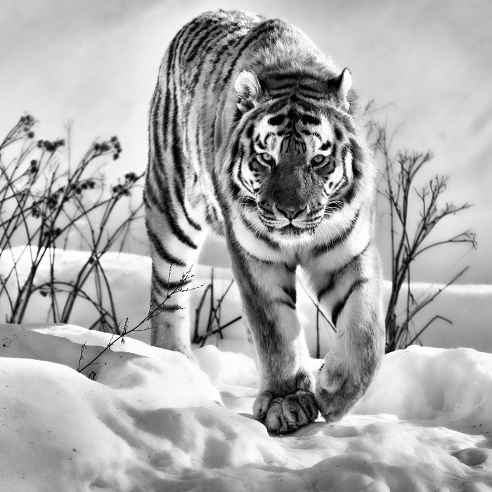 Tiger, Schnee, Glasbild Quadratisch