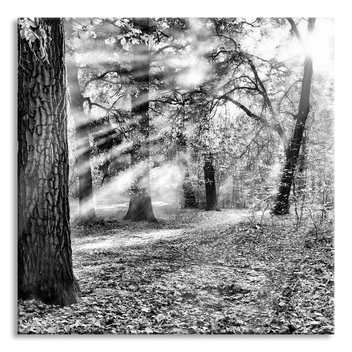 Pixxprint Sonnenstrahlen im Wald, Glasbild Quadratisch