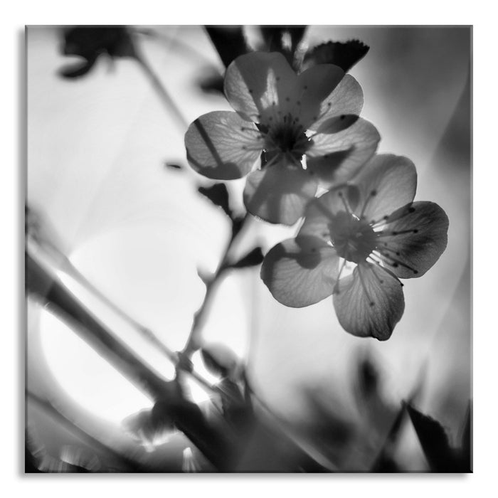 Blüten am Baum, Glasbild Quadratisch