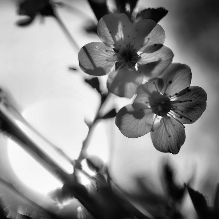 Blüten am Baum, Glasbild Quadratisch