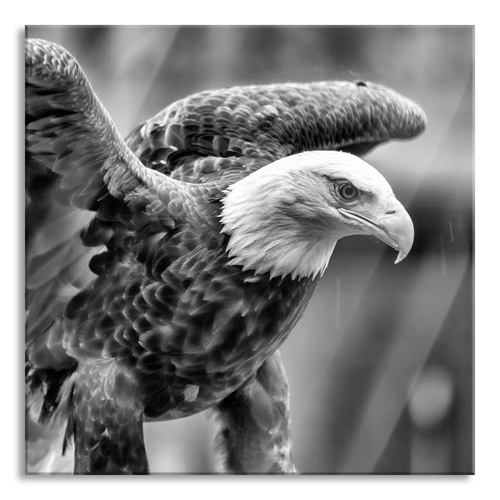 Pixxprint Adler, Glasbild Quadratisch