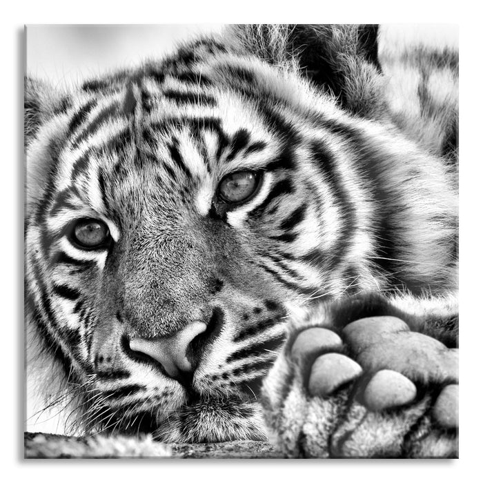 Tiger, Glasbild Quadratisch