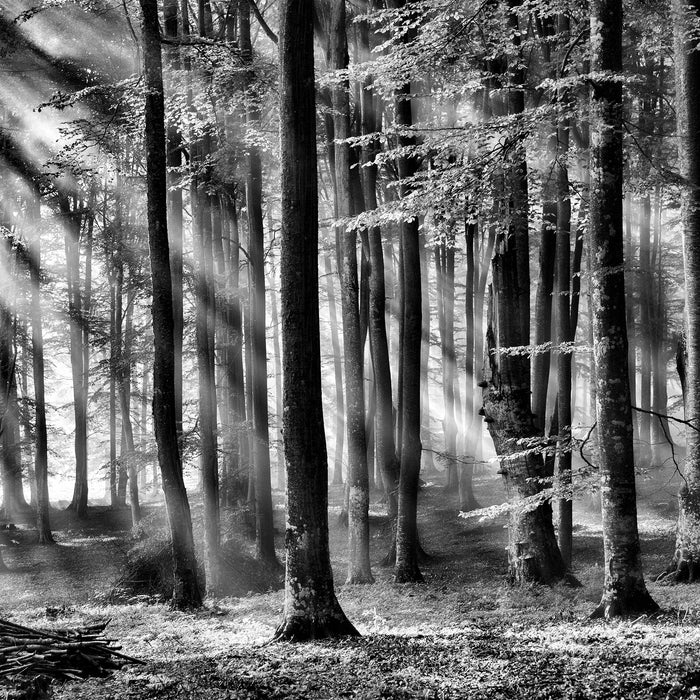 Bäume im Licht, Glasbild Quadratisch