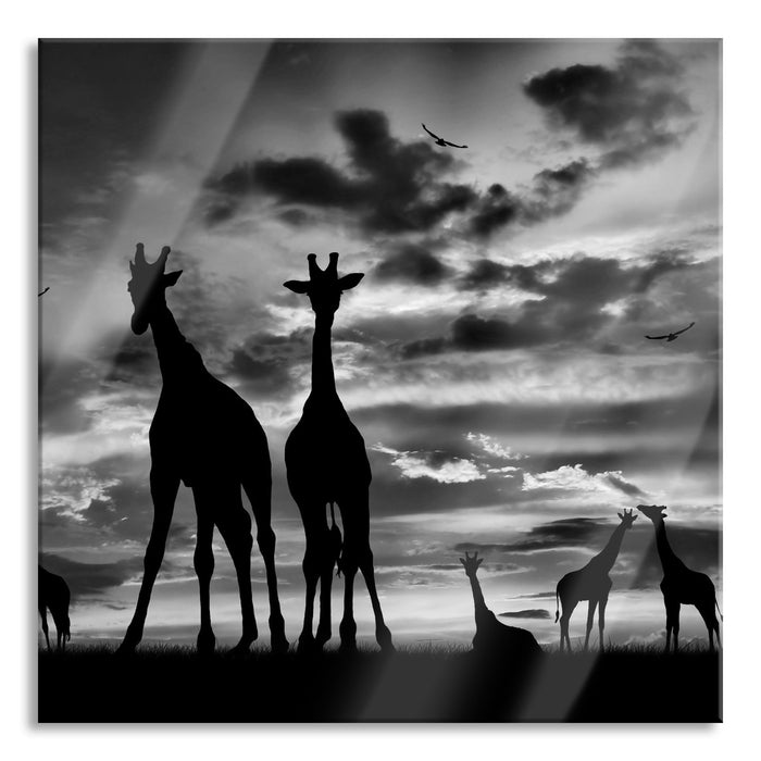 Pixxprint Afrika Giraffen im Sonnenuntergang, Glasbild Quadratisch