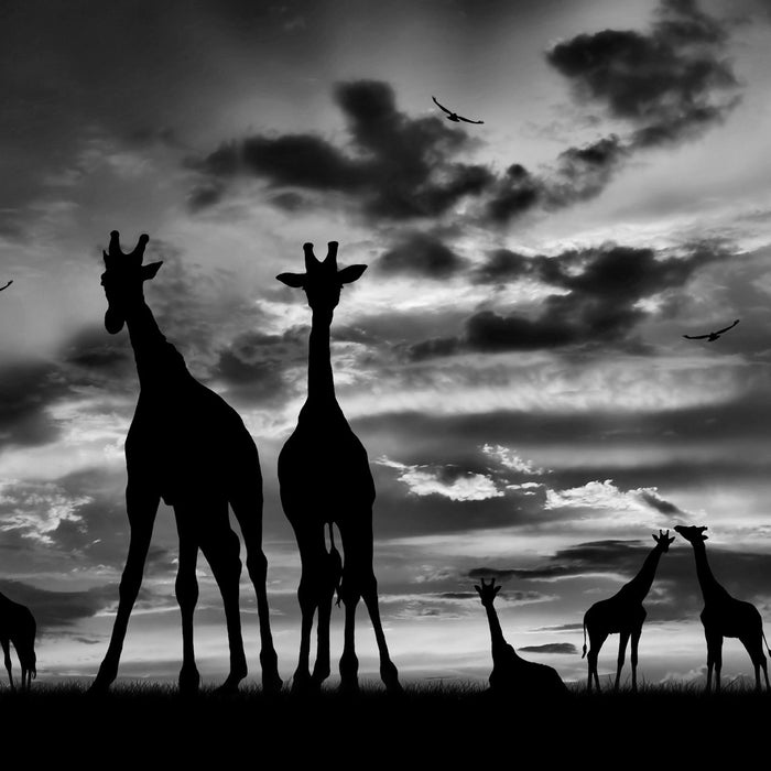 Afrika Giraffen im Sonnenuntergang, Glasbild Quadratisch