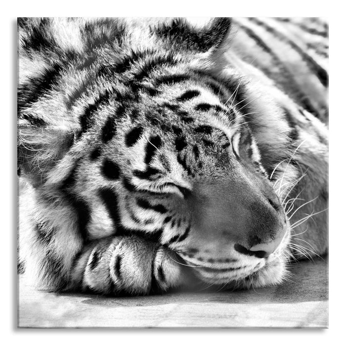 Pixxprint Verschlafener Tiger, Glasbild Quadratisch