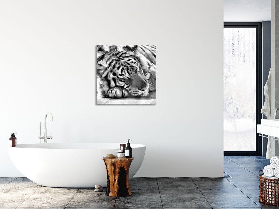 Verschlafener Tiger, Glasbild Quadratisch