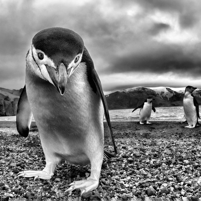 Lustige Pinguine, Glasbild Quadratisch