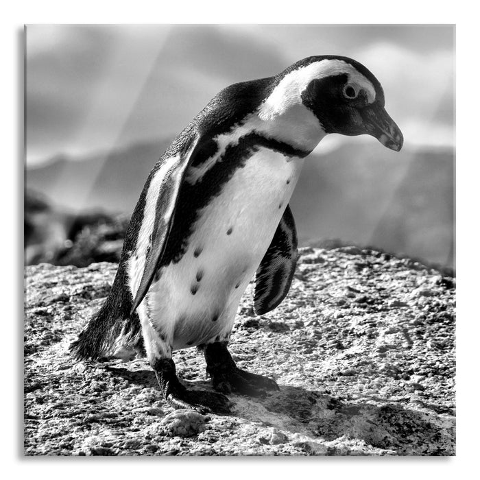 Afrikanischer Pinguin beobachtet, Glasbild Quadratisch
