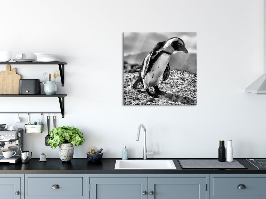 Afrikanischer Pinguin beobachtet, Glasbild Quadratisch