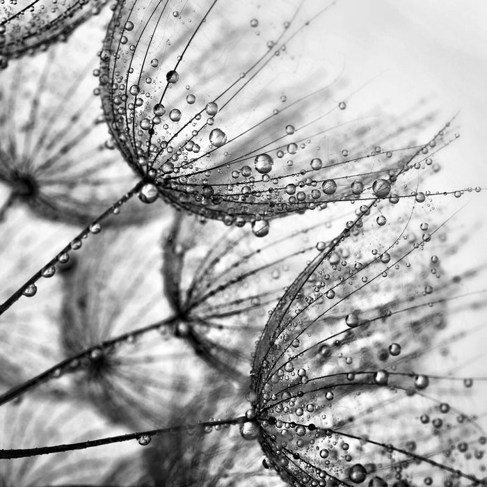 Tropfen bedeckte Pusteblumen, Glasbild Quadratisch