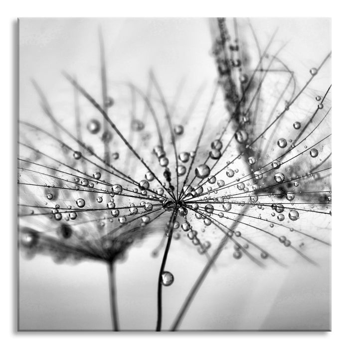 Pusteblume bedeckt mit Tropfen, Glasbild Quadratisch