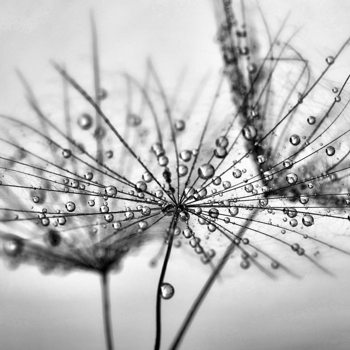 Pusteblume bedeckt mit Tropfen, Glasbild Quadratisch