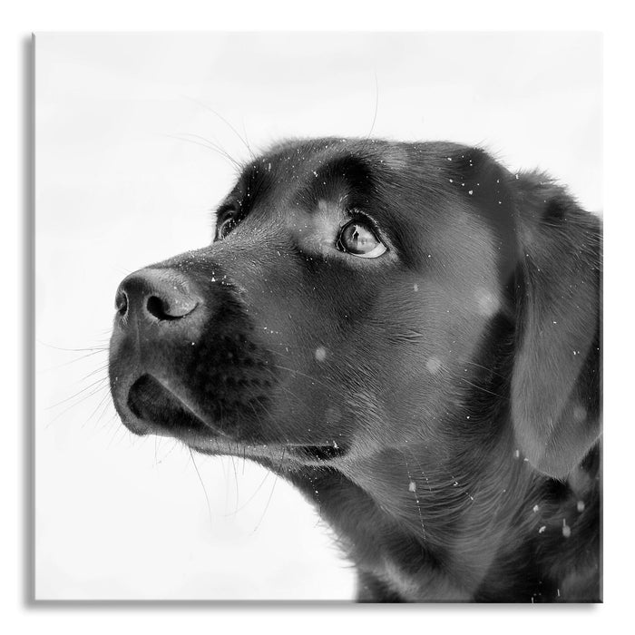 Schwarzer Labrador im Schnee, Glasbild Quadratisch