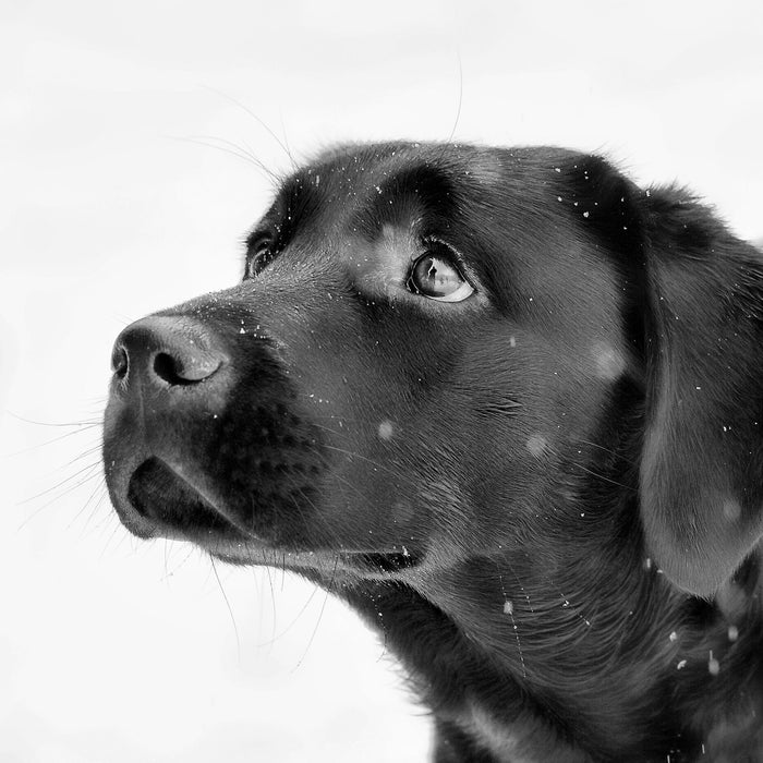 Schwarzer Labrador im Schnee, Glasbild Quadratisch