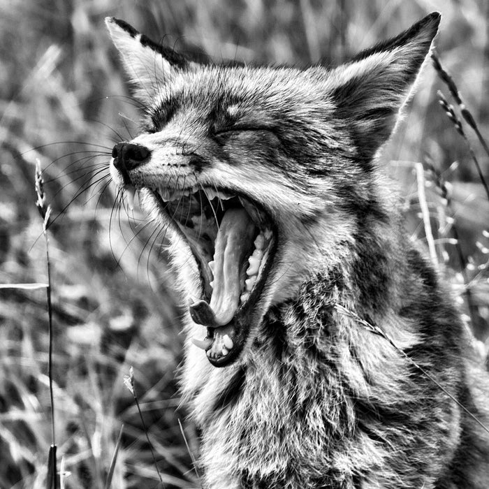 müder Fuchs auf Wildwiese, Glasbild Quadratisch