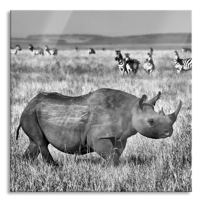 großes Nashorn mit Zebrahorde, Glasbild Quadratisch