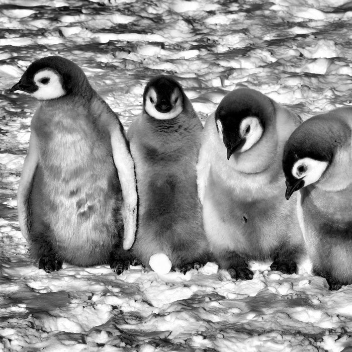 Kaiserpinguinküken, Glasbild Quadratisch