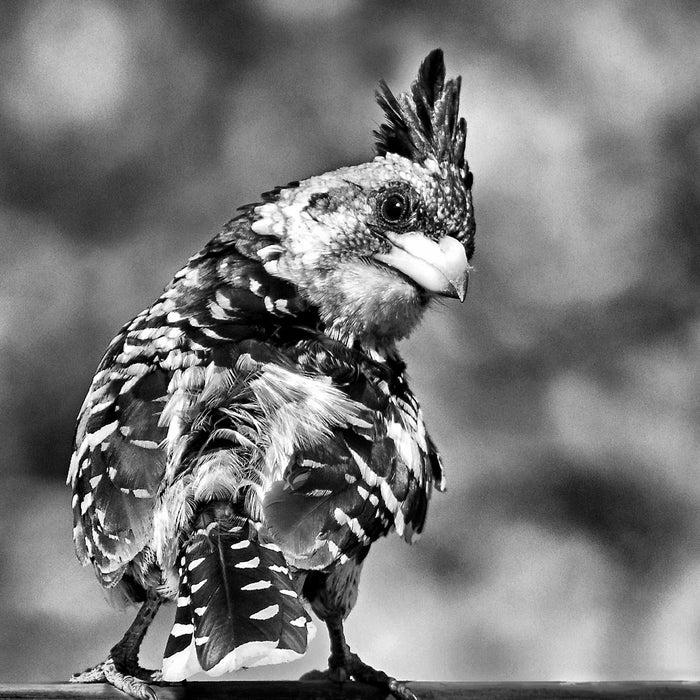 schöner Hauben-Bartvogel, Glasbild Quadratisch