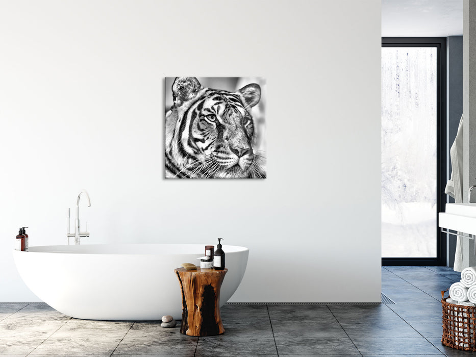 schöner Tiger, Glasbild Quadratisch